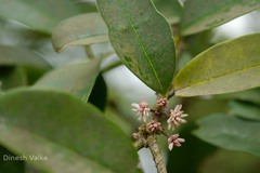 Chionanthus mala-elengi subsp. linocieroides
